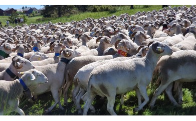 « La transhumance, déplacement saisonnier de troupeaux » inscrit au patrimoine culturel immatériel de l’humanité ! 