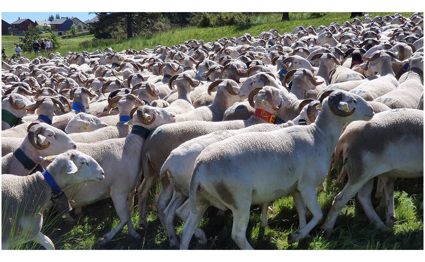 « La transhumance, déplacement saisonnier de troupeaux » inscrit au patrimoine culturel immatériel de l’humanité ! 