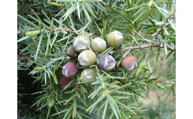 Un alchimiste : le distillateur d'huile de cade