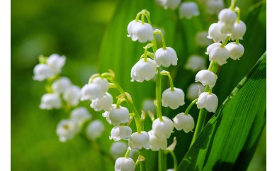 De Mai 2024, de la fête du Travail et du Muguet 