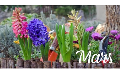 Chronique du Temps qu’il fait, des saisons, des dictons fêtes et traditions de mars 2025