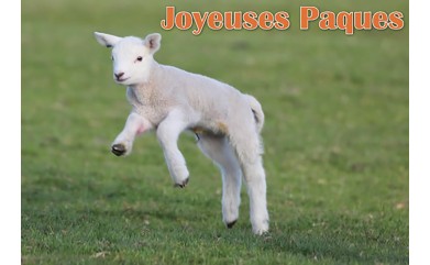 L’agneau pascal Nouvelle de Jacky Albert Pachès tirée de son roman Autobiographique : Souvenirs d’enfance en France