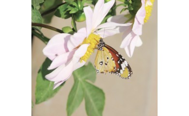 LES PAPILLONS UNE HISTOIRE CÉVENOLE - Par Dominique Garrel