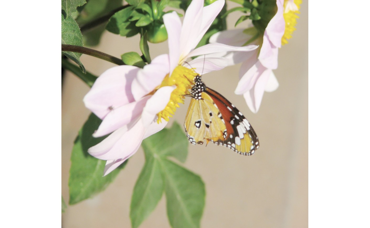 LES PAPILLONS UNE HISTOIRE CÉVENOLE - Par Dominique Garrel
