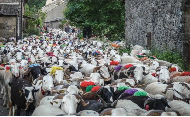 IL EST PASSE PAR ICI - REPASSERA-T-IL PAR LÀ ? (De la transhumance des ovins en Cévennes) Par Dominique GARREL